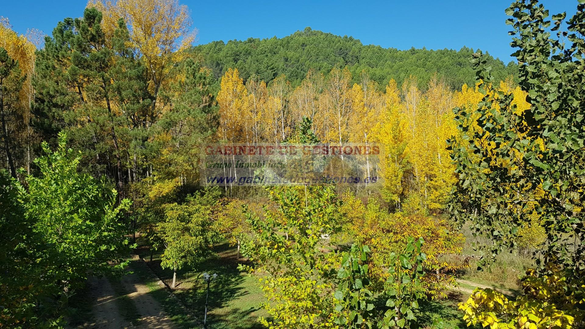 Venta de finca de recreo en Yeste Venta de finca de recreo en Yeste