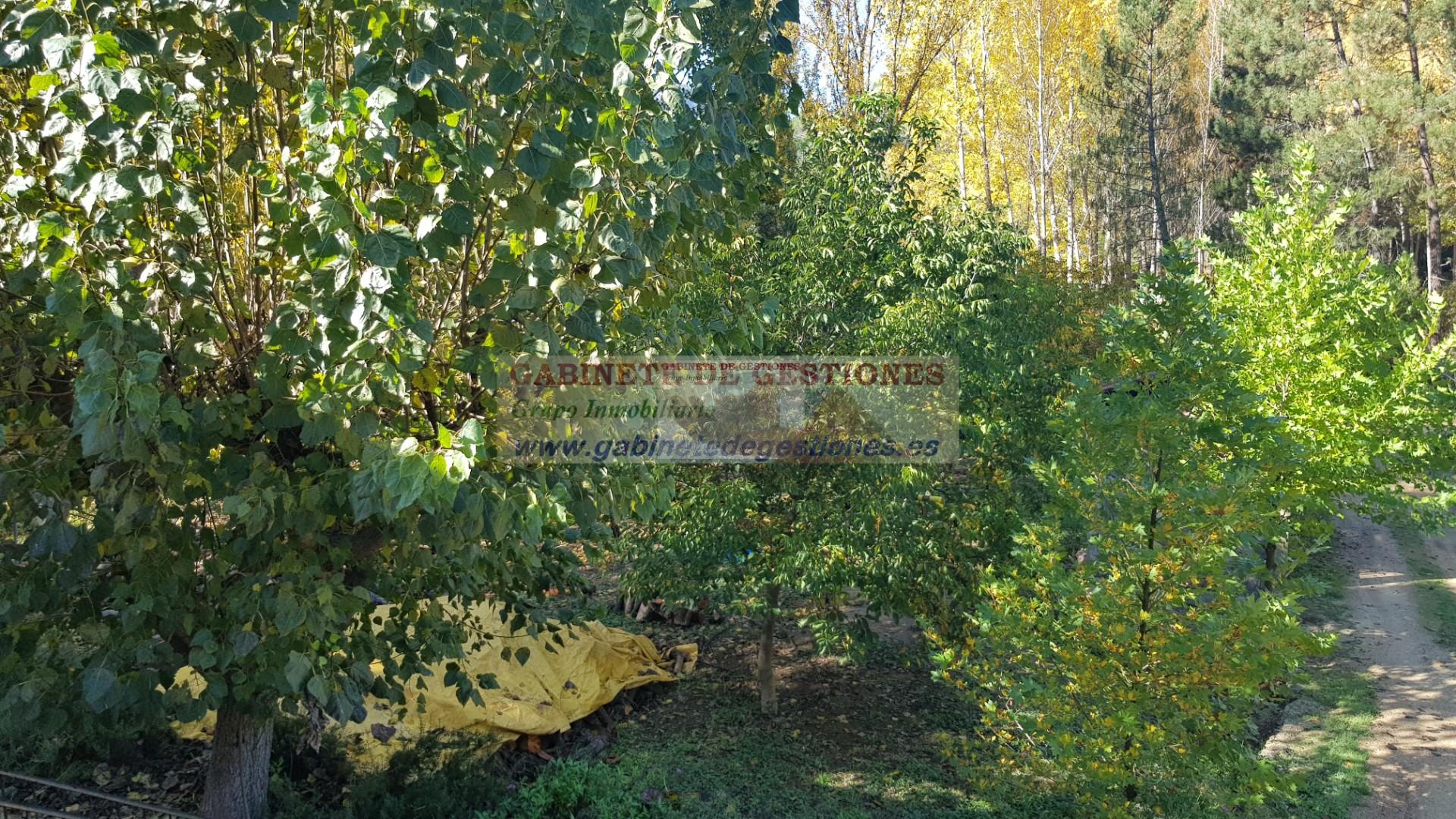 Venta de finca de recreo en Yeste