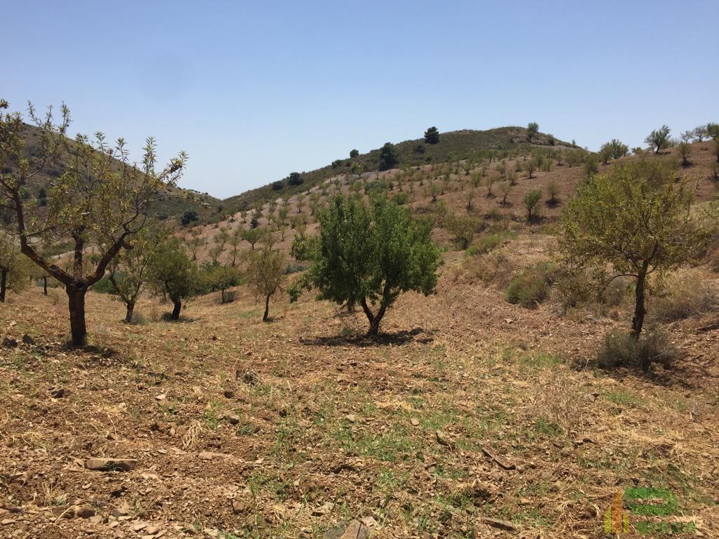 For sale of land in Lorca