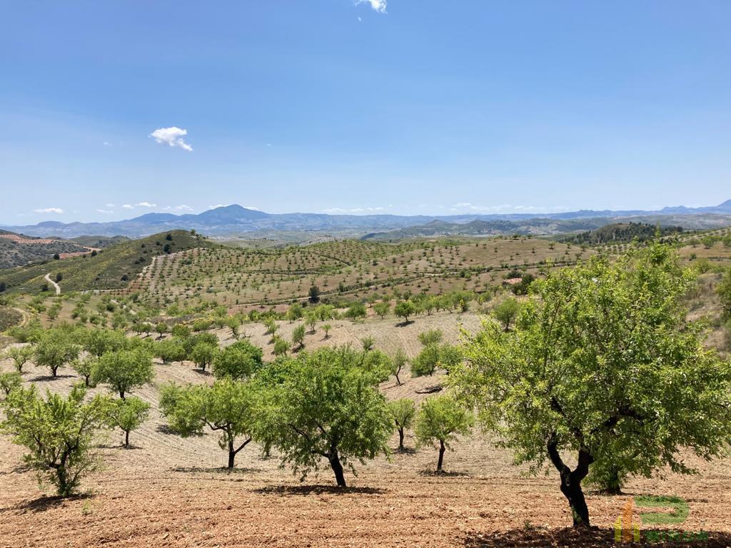 For sale of land in Lorca