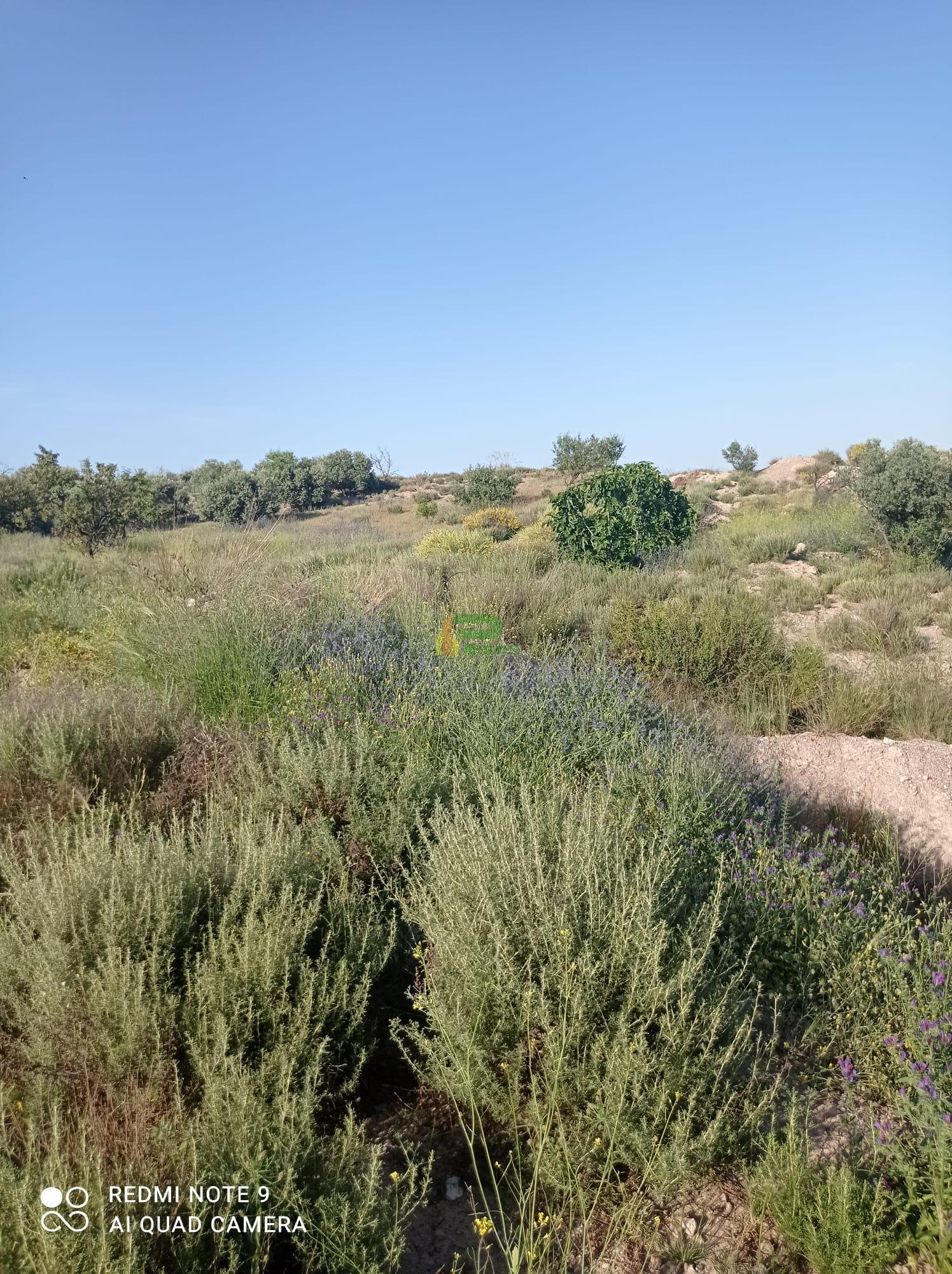 Jardín Jardín