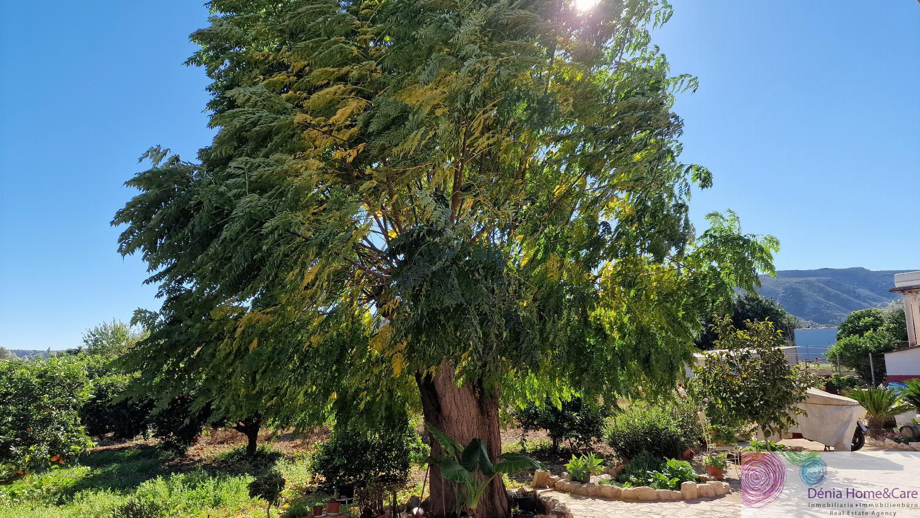 Venta de finca rústica en Pedreguer