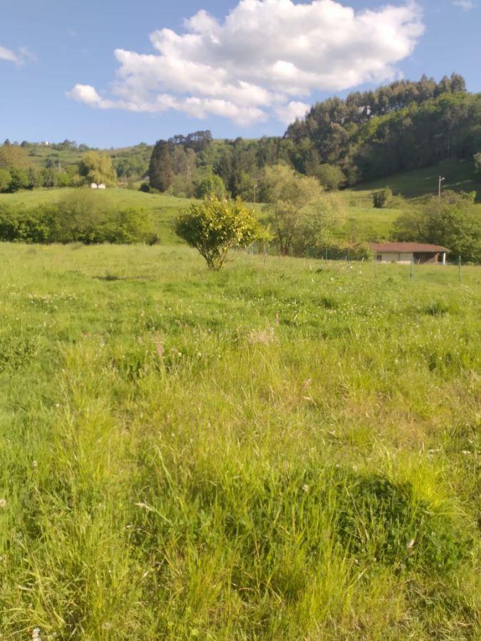 For sale of land in Siero