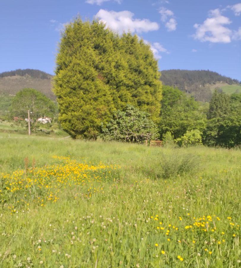 For sale of land in Siero