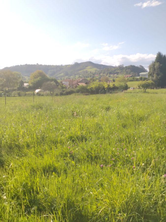 For sale of land in Siero