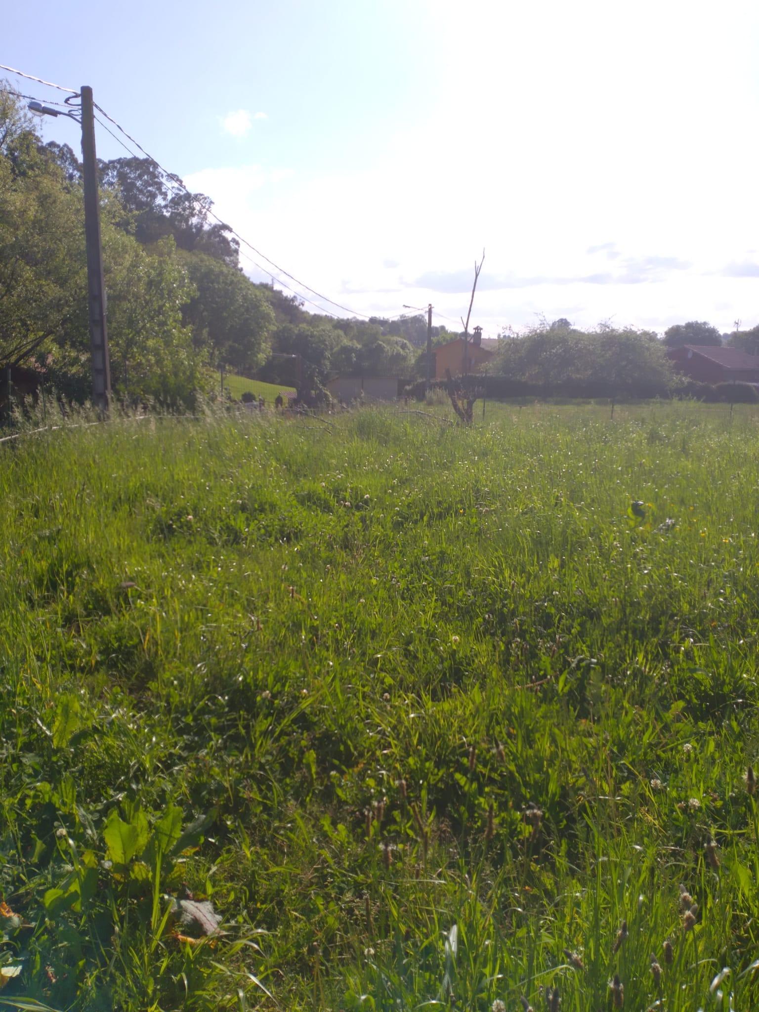For sale of land in Siero