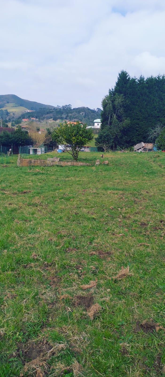 For sale of land in Siero