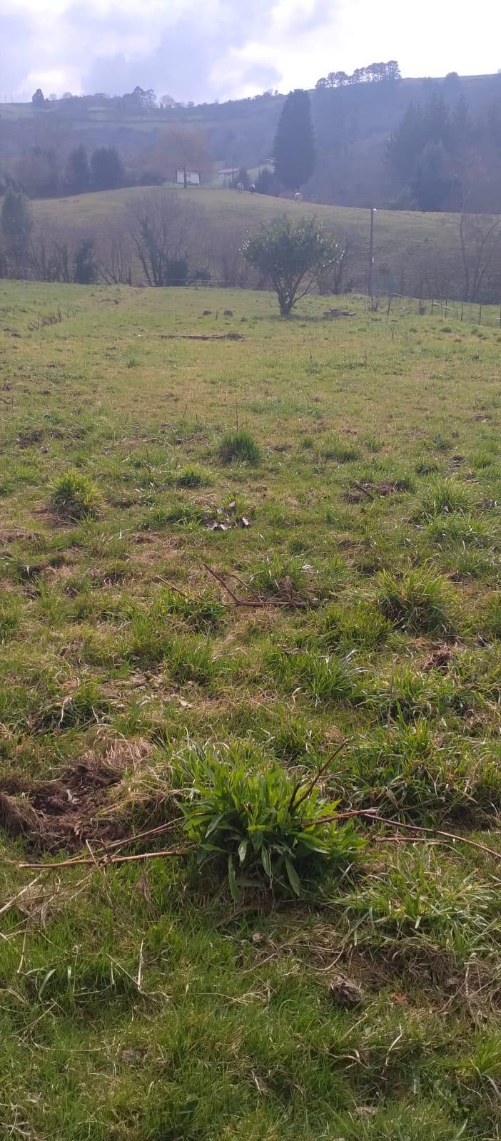 For sale of land in Siero