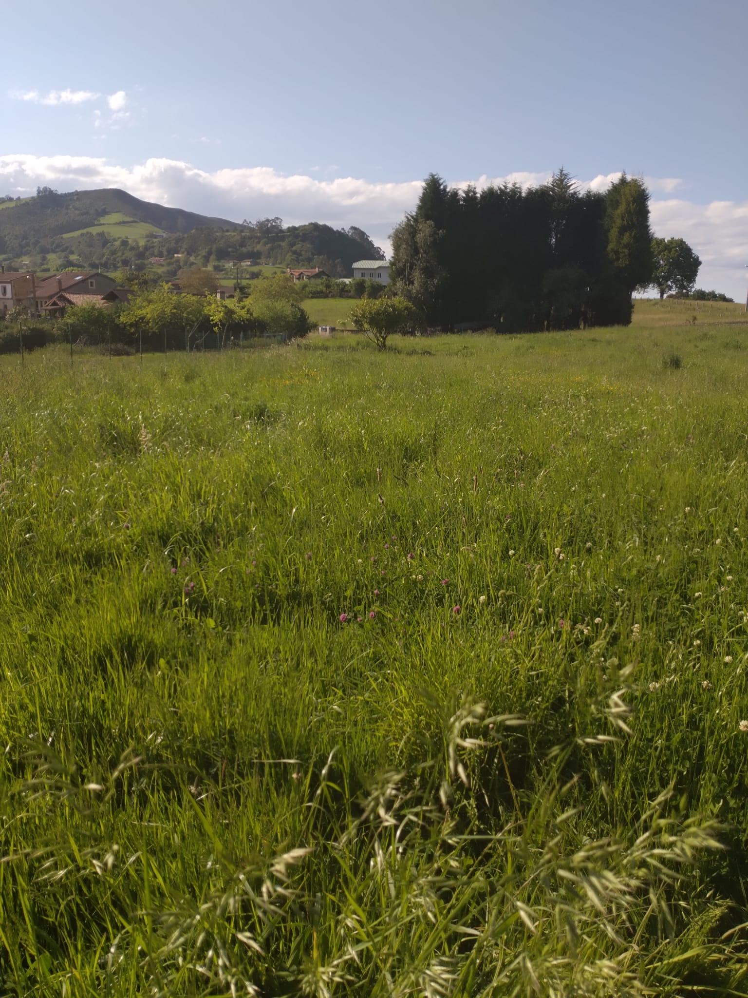 For sale of land in Siero