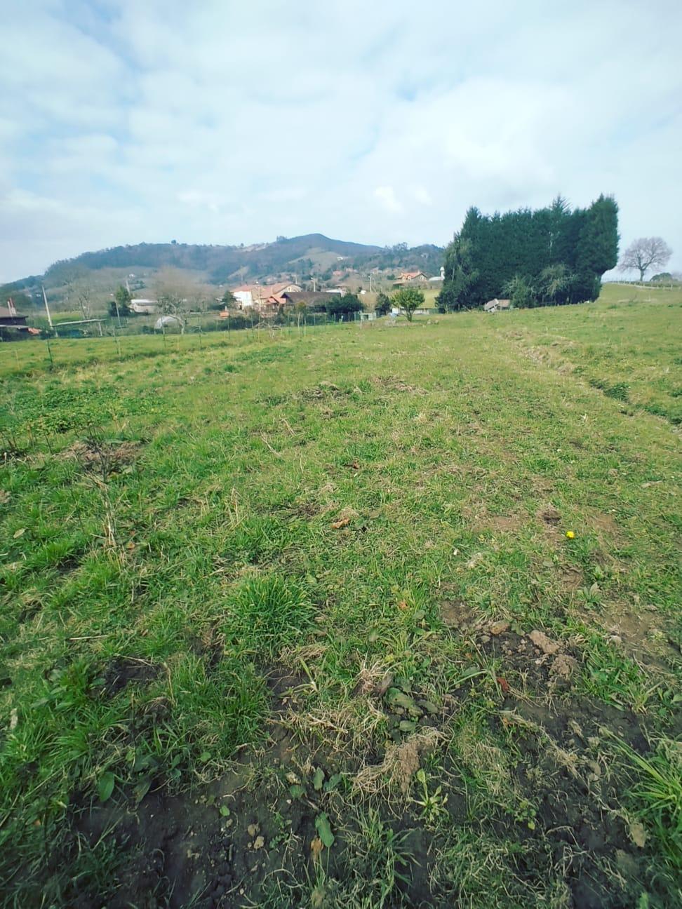 For sale of land in Siero