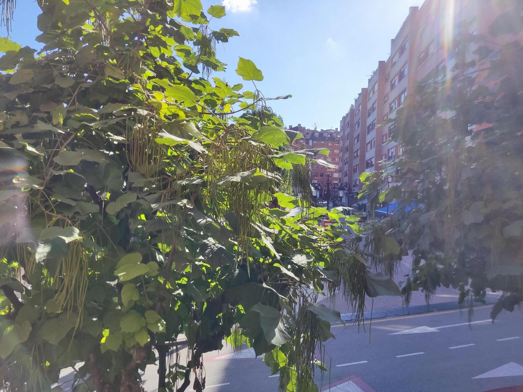 Vistas
