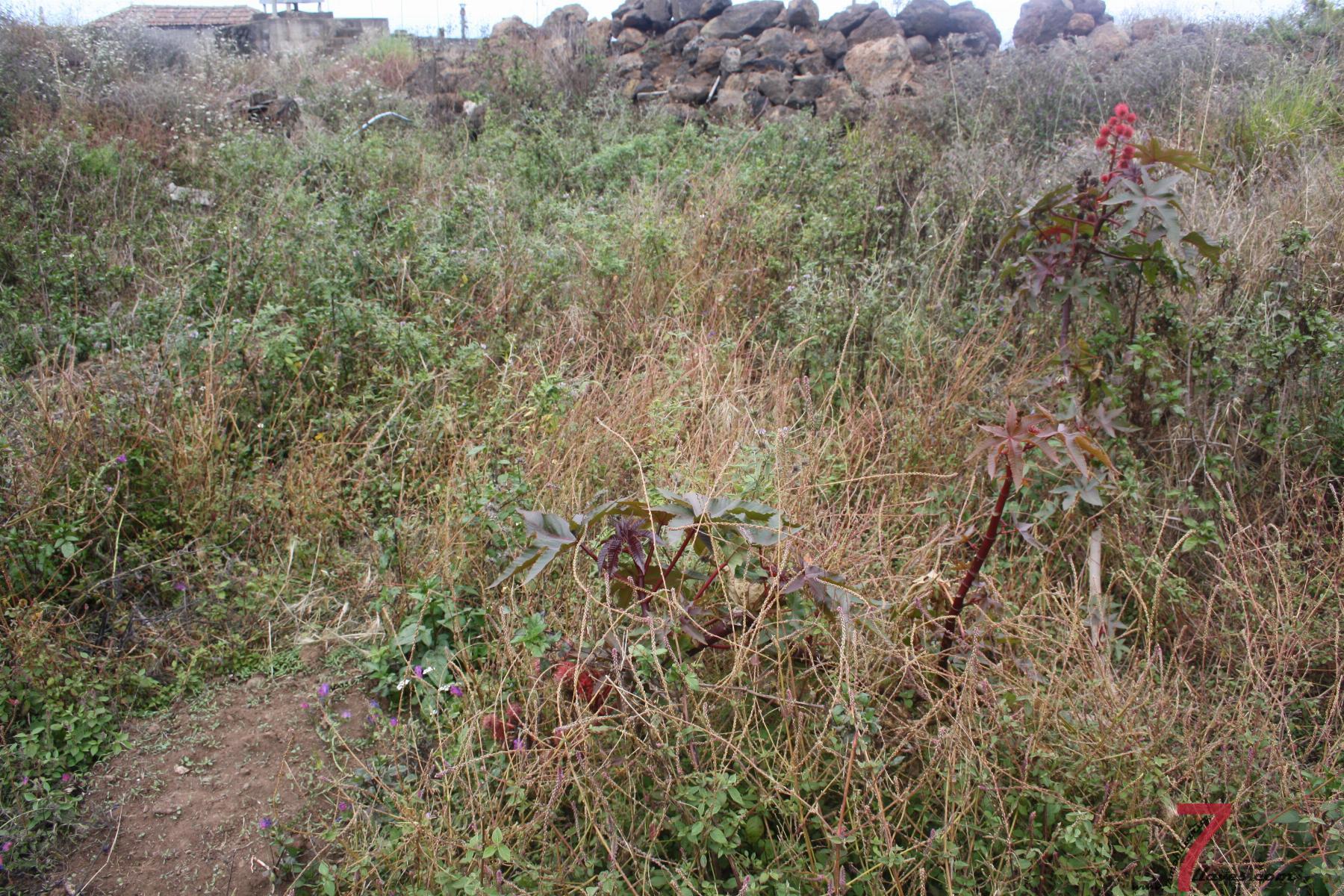 For sale of land in Puntallana