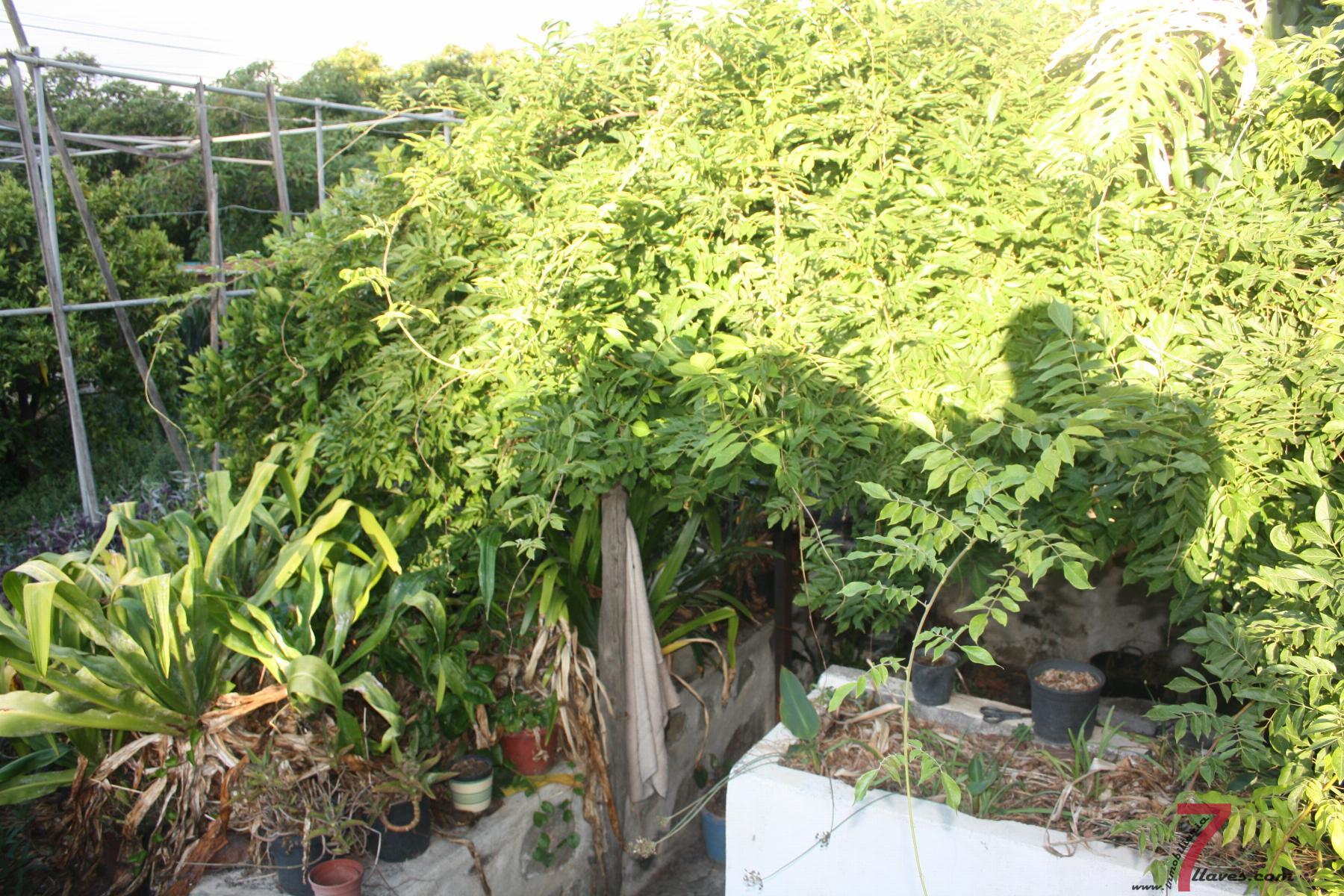 For sale of house in La Palma