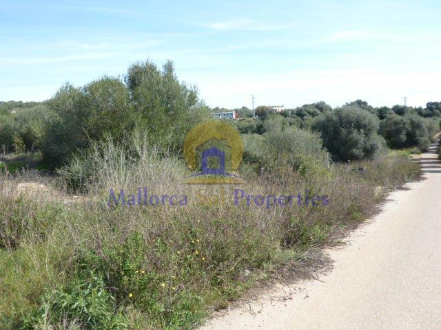 For sale of land in Manacor