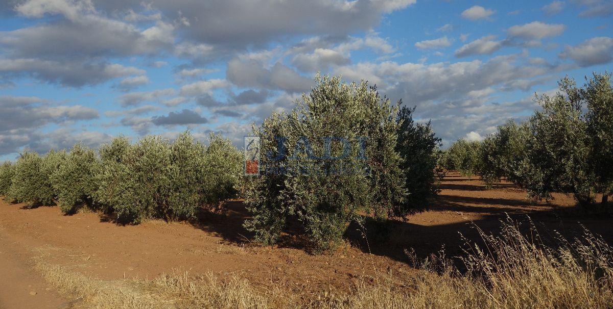 Venta de finca rústica en Valdepeñas