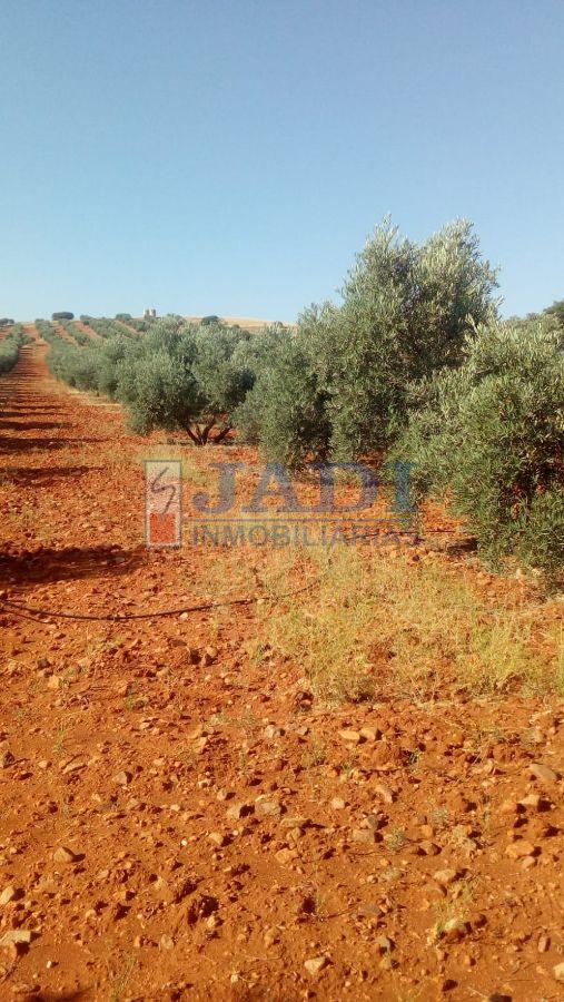 For sale of rural property in Valdepeñas