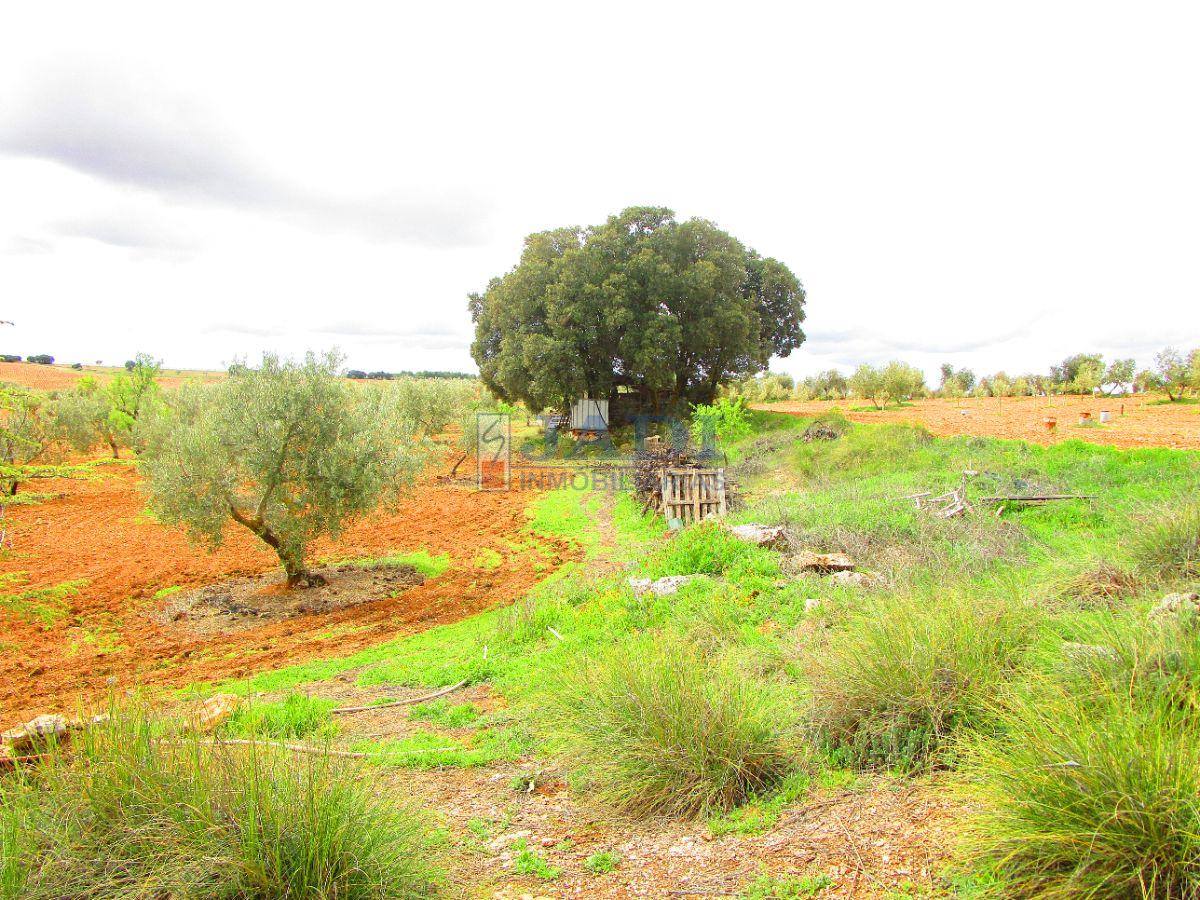 For sale of rural property in Valdepeñas