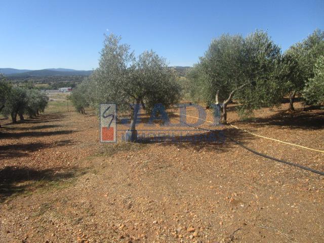 For sale of rural property in Almuradiel