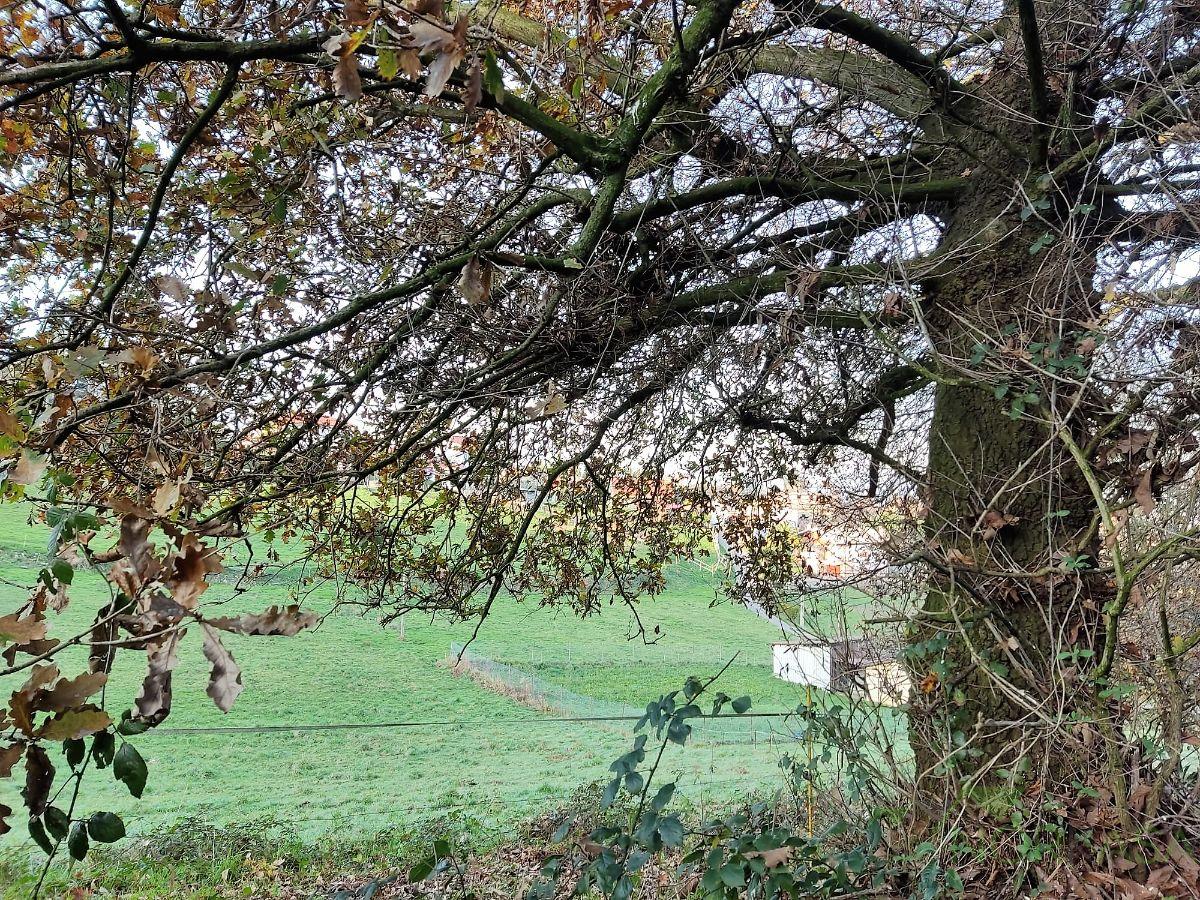 Venta de finca rústica en Oviedo