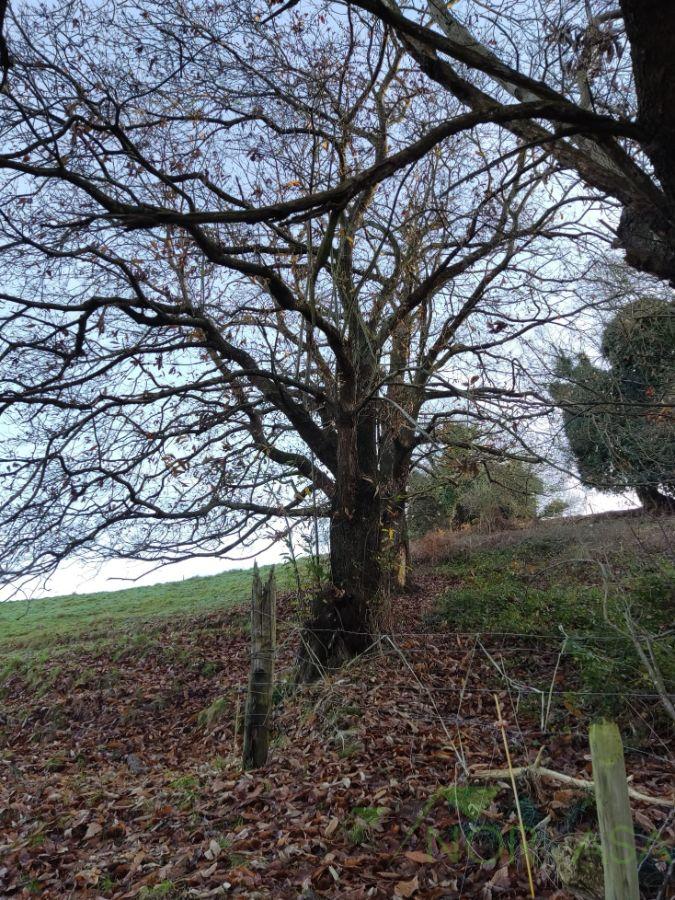 Venta de finca rústica en Oviedo