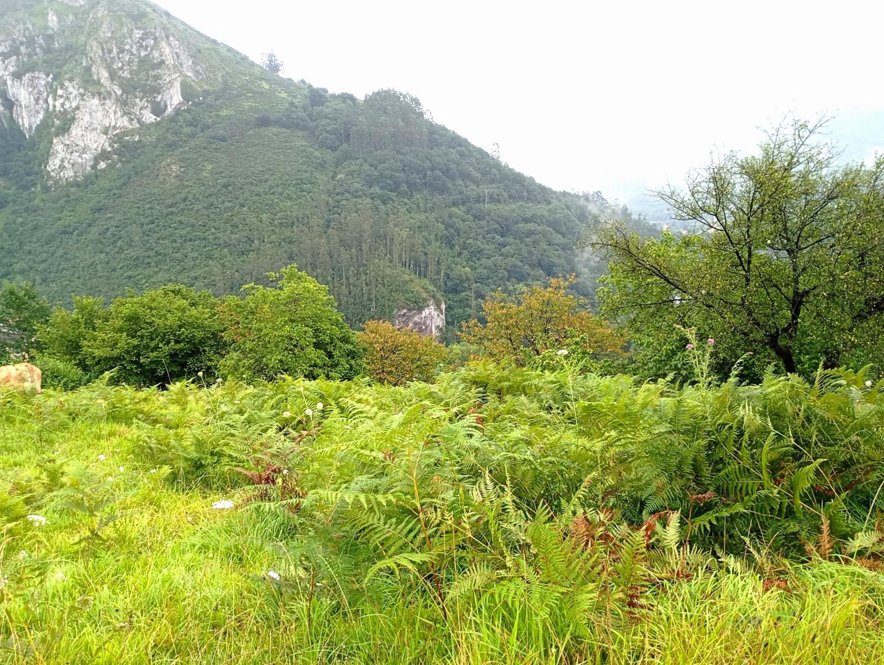 Finca de Recreo Finca Rustica en Asturias,Oviedo