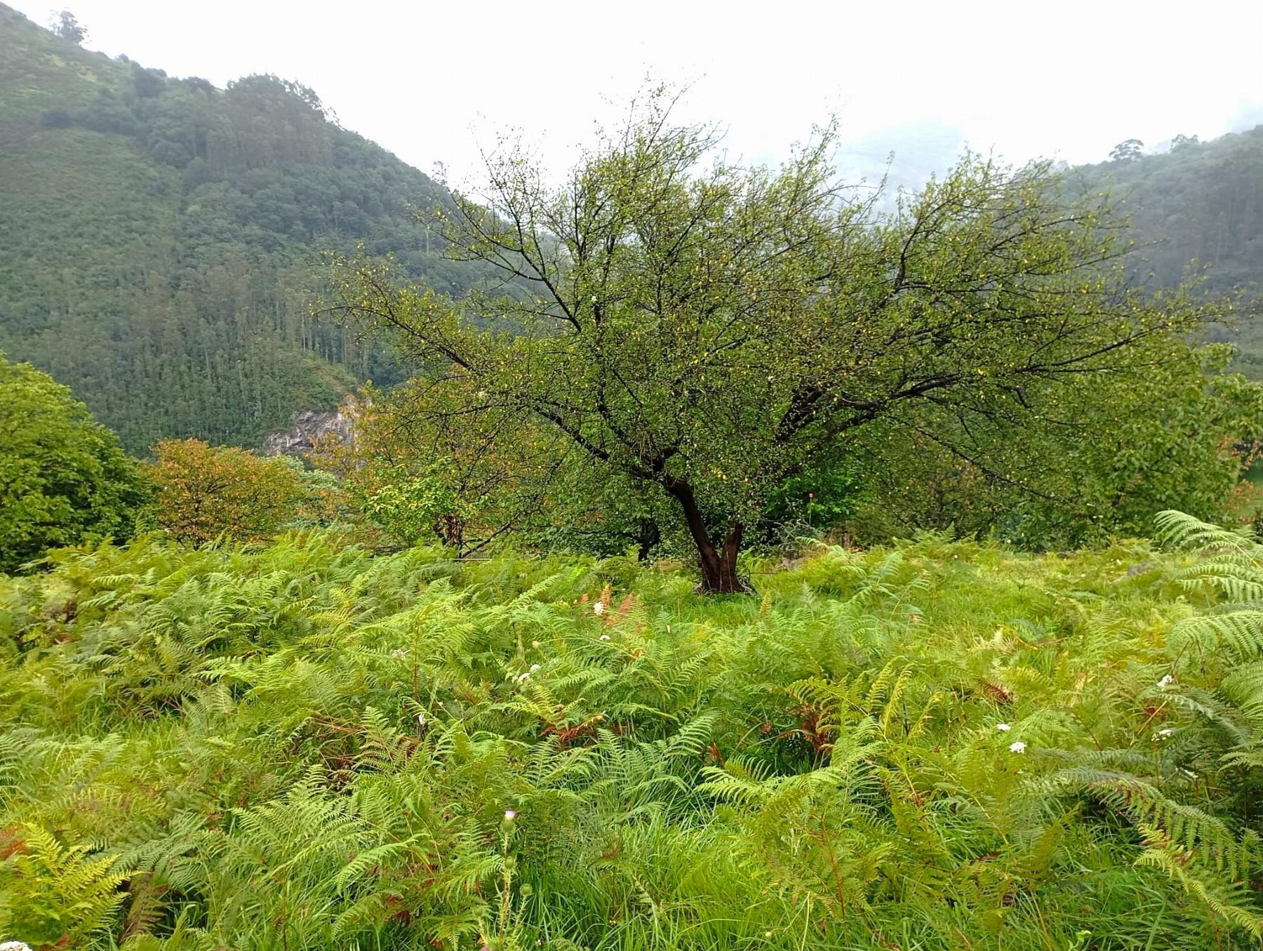 For sale of recreation property in Oviedo