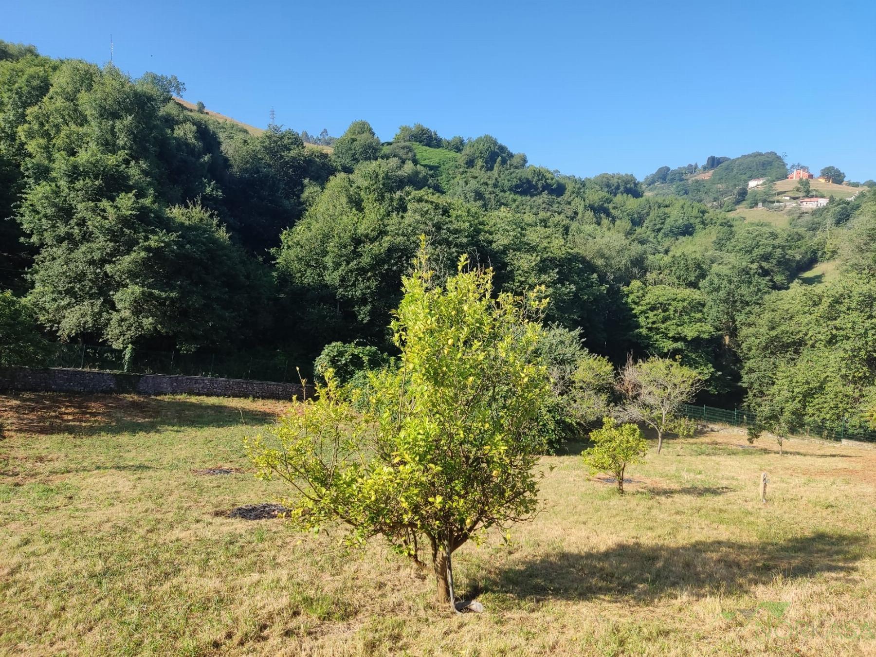 For sale of house in Oviedo