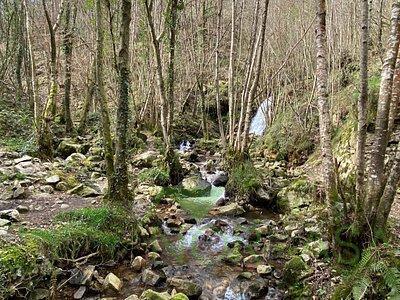 Venta de finca rústica en Pravia