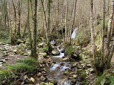 Venta de finca rústica en Pravia