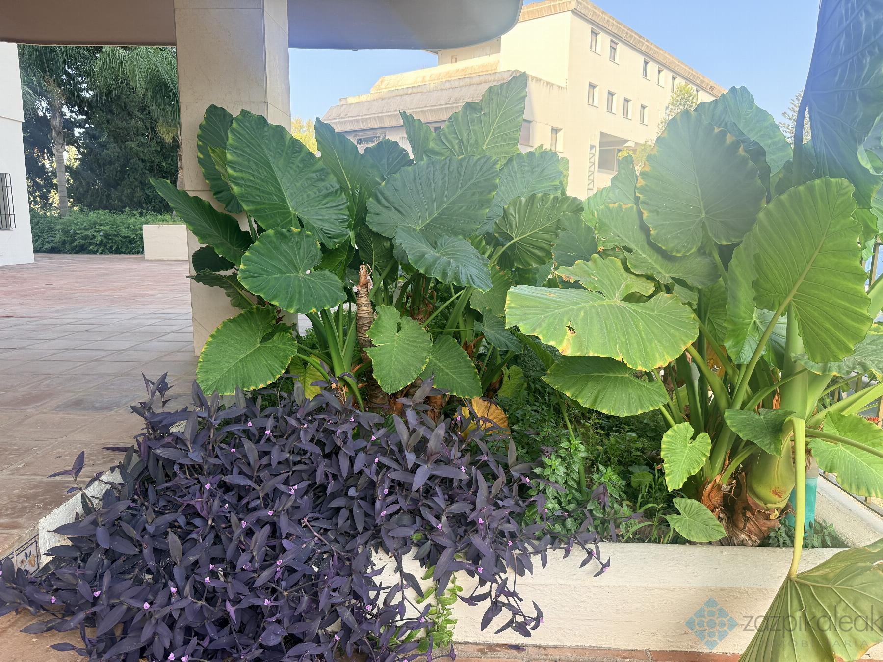 Venta de piso en Marbella