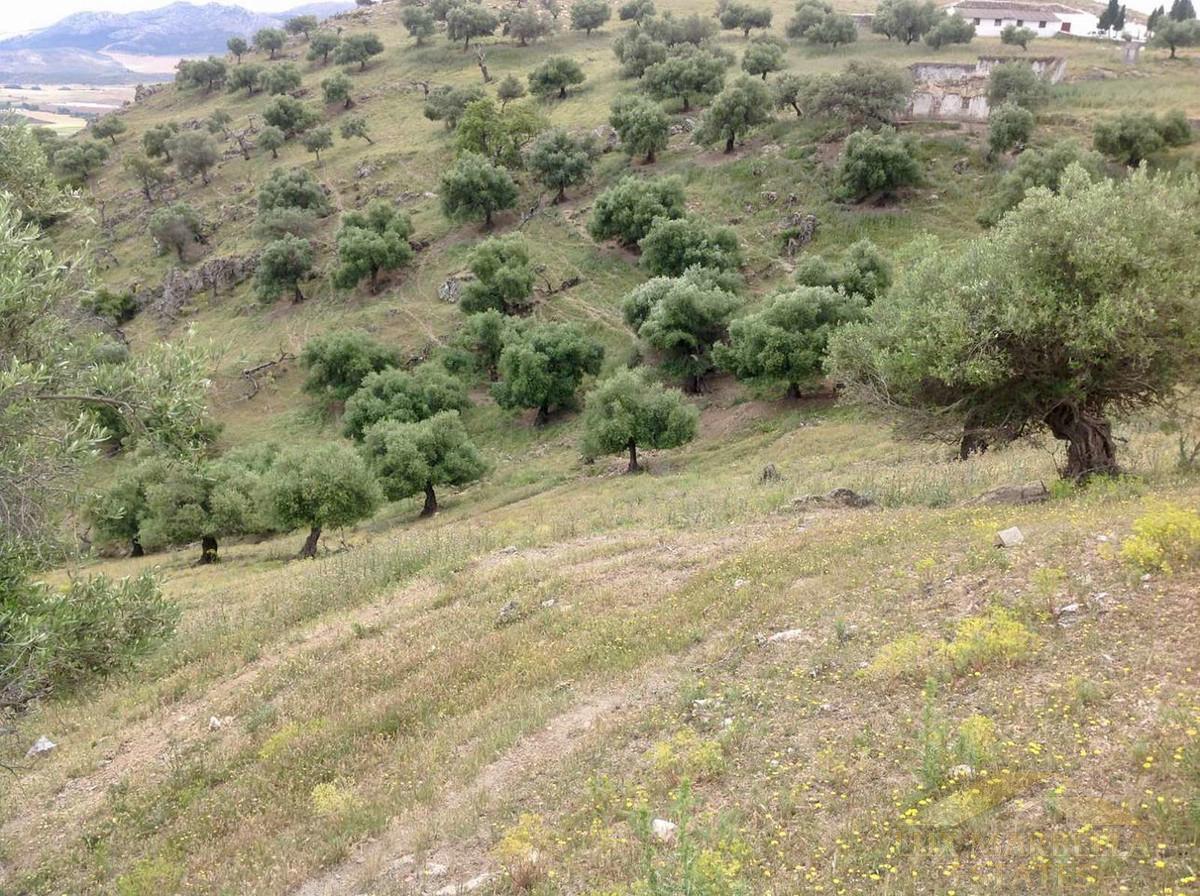 For sale of land in Cañete la Real