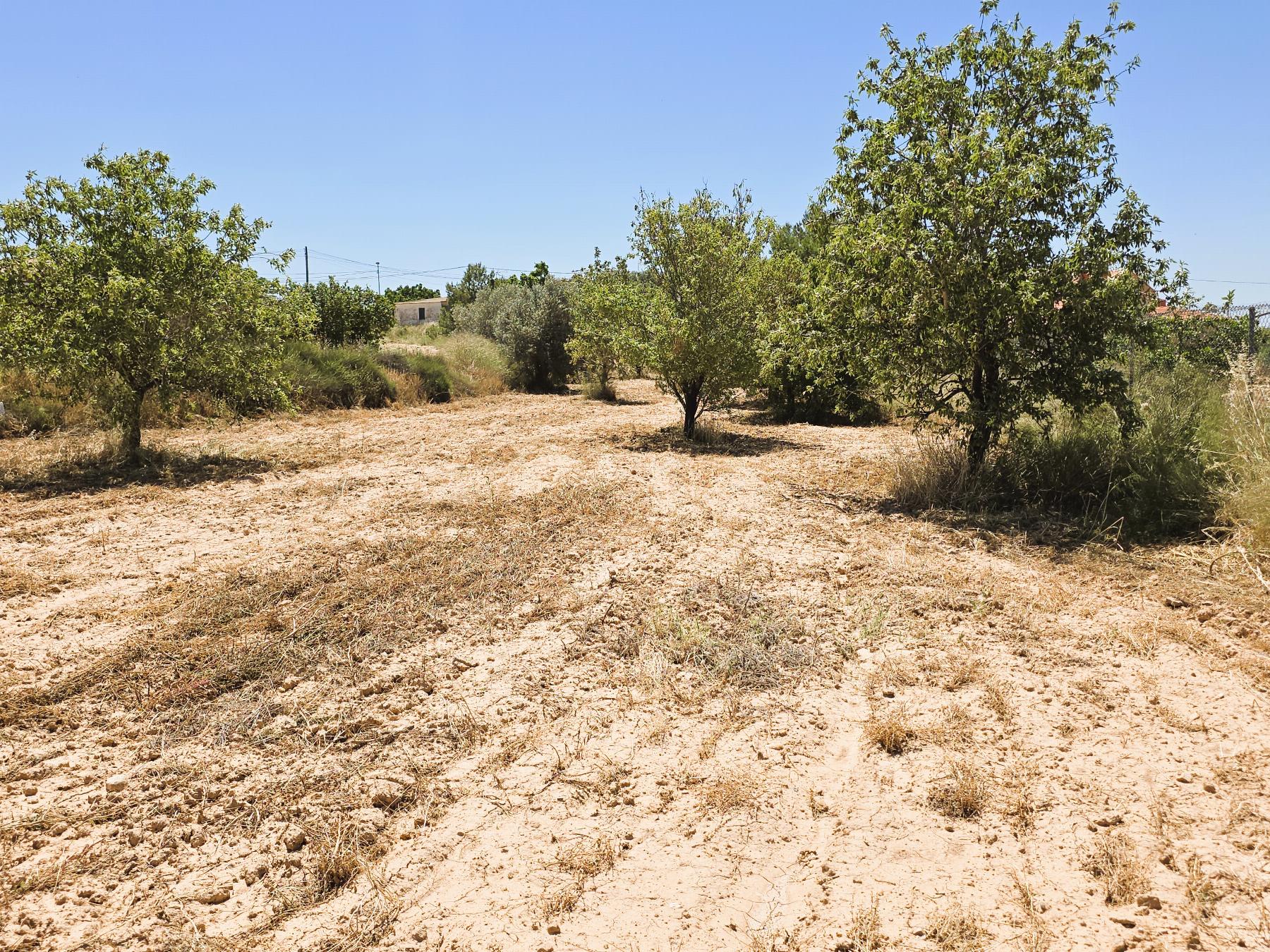 Ground