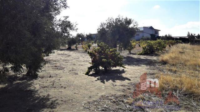 For sale of land in Don Benito