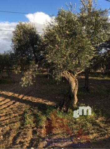 Venta de terreno en Quintana de la Serena