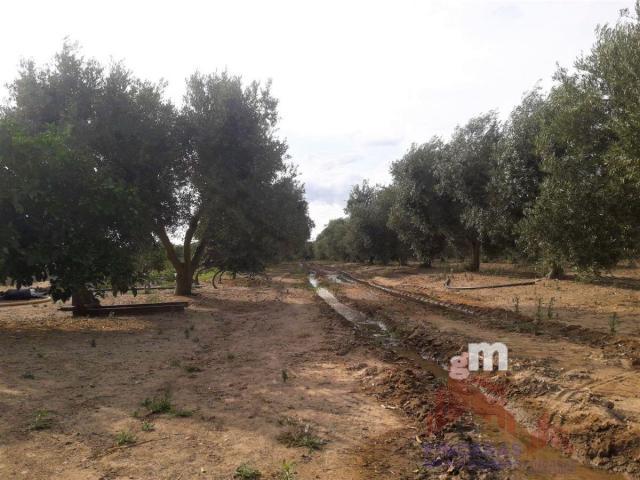 For sale of land in Santa Amalia