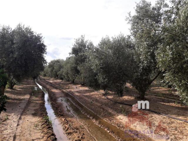 Venta de terreno en Santa Amalia