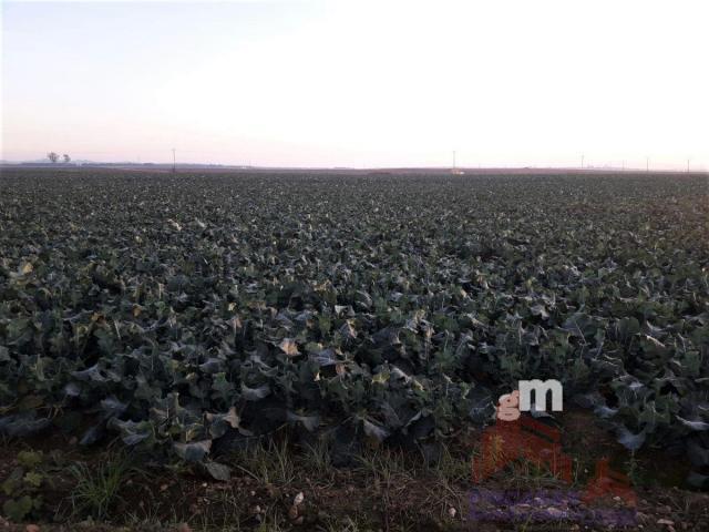 Venta de terreno en Mengabril