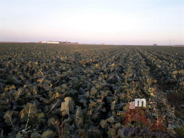 For sale of land in Mengabril
