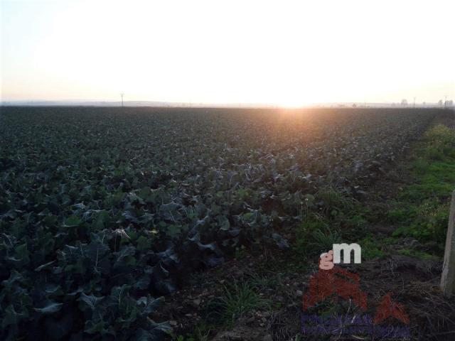 Venta de terreno en Mengabril