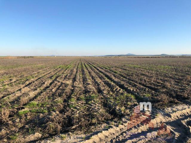 Venta de terreno en Santa Amalia