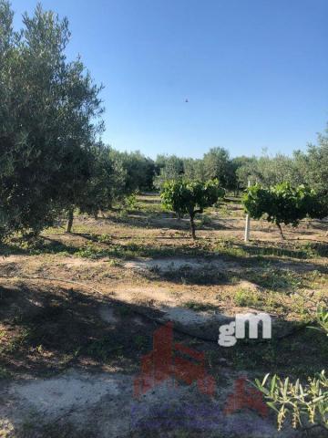 For sale of land in Santa Amalia