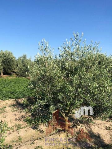 Venta de terreno en Santa Amalia