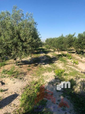 For sale of land in Santa Amalia