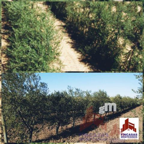 Terreno en venta en Cerca de Palomas, Palomas