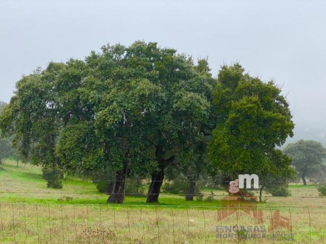 For sale of land in Mérida