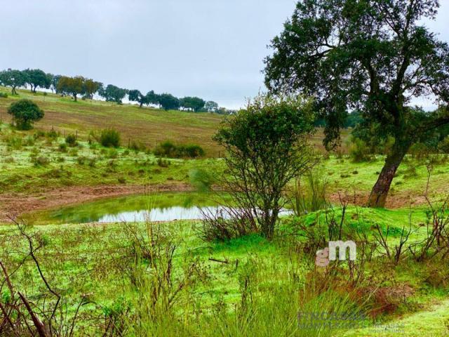 For sale of land in Mérida