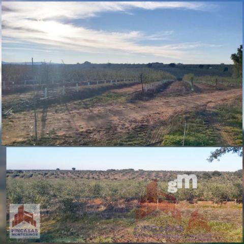 For sale of land in Guareña