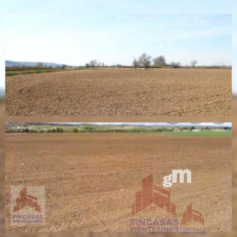 For sale of land in Santa Amalia