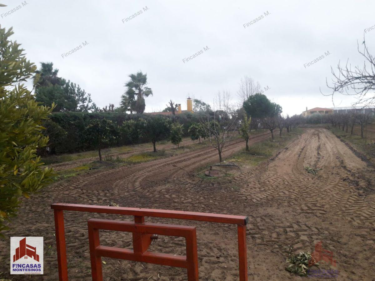 For sale of land in Don Benito