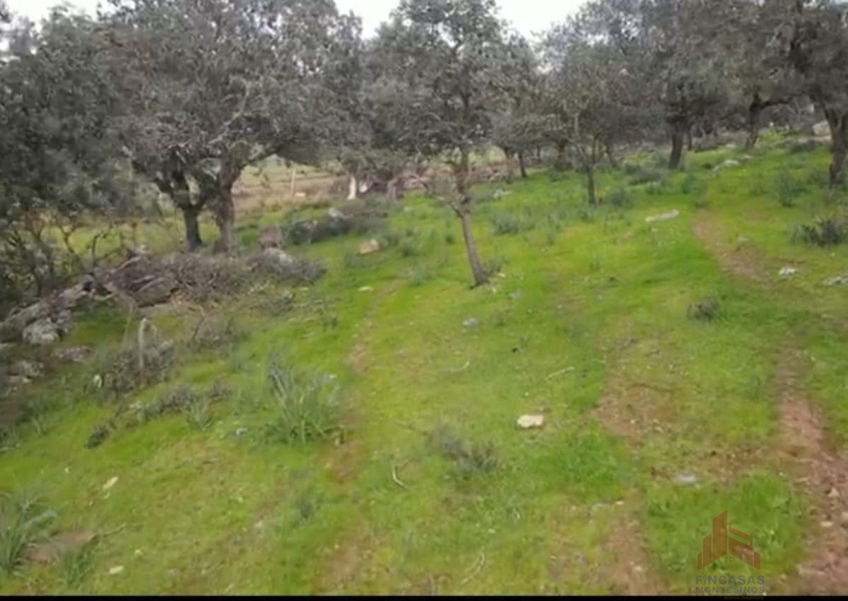 For sale of land in Santa Amalia